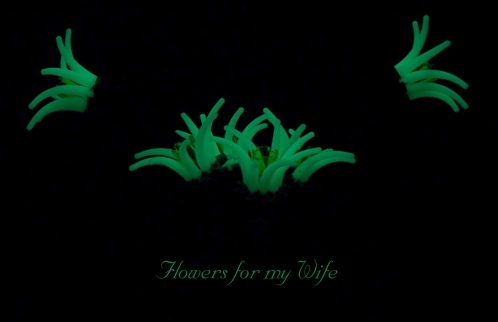 3370041594_5b5ec51720_o.jpg