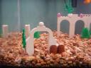 FishTank