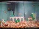 fish_tank_00004.jpg