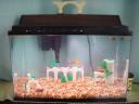 fish_tank_00005.jpg