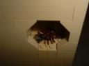 ant_farm_8.jpg