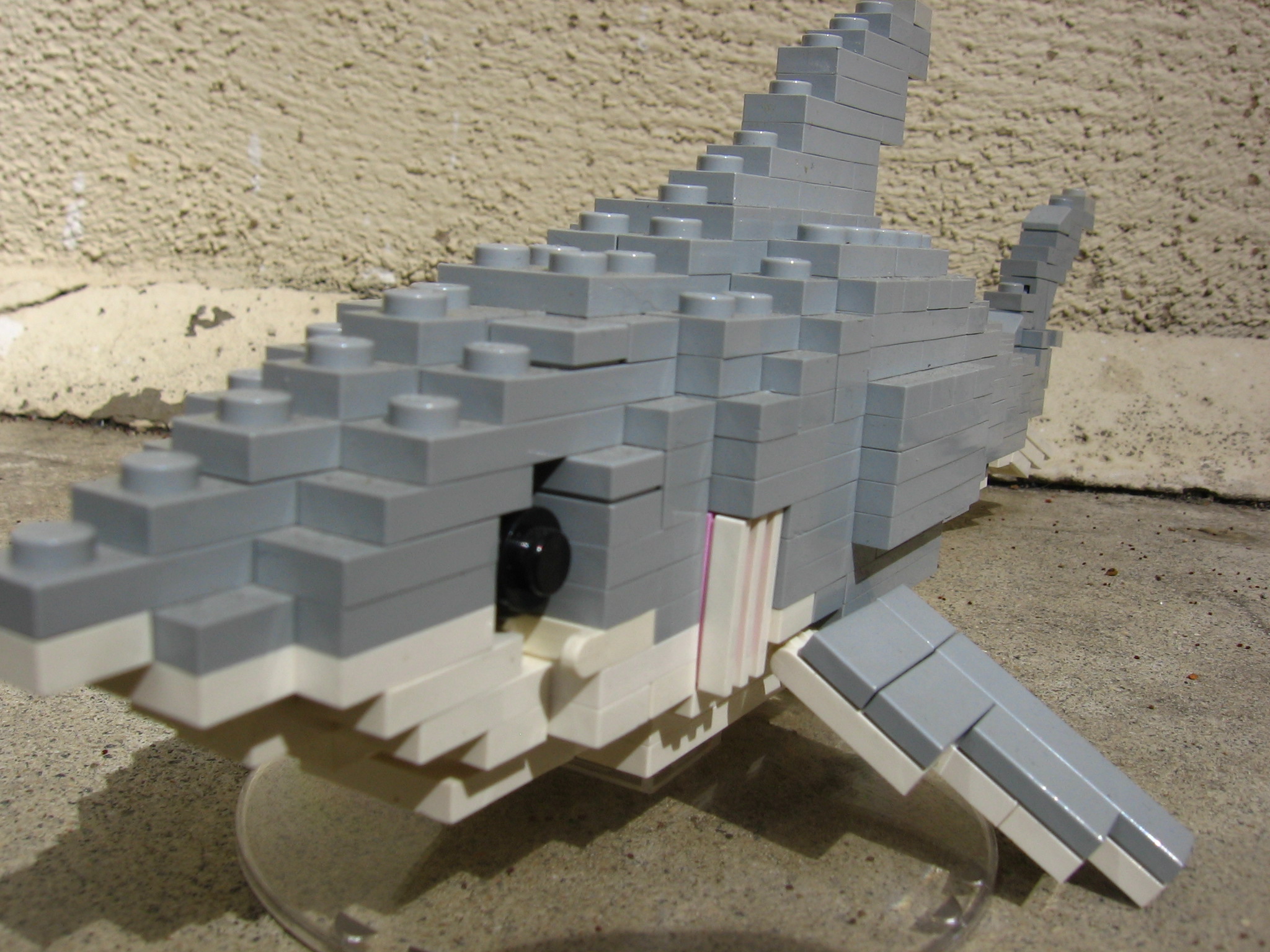 shark_3.jpg