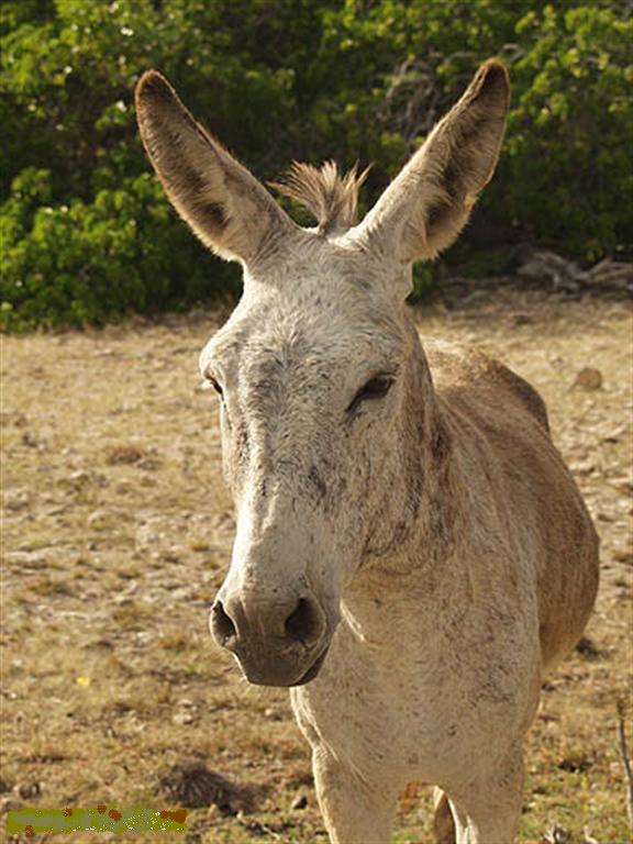 donkey.jpg