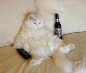 drunken_cat.bmp