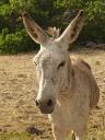 donkey.jpg