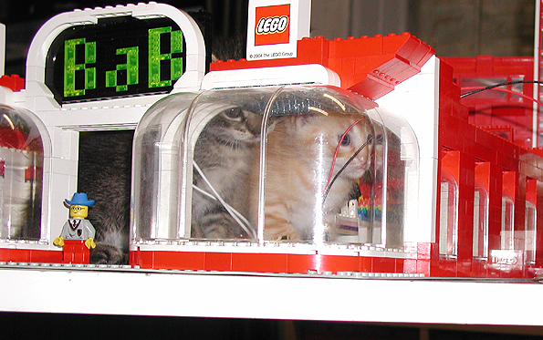 cats_01.jpg