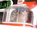 cats_03.jpg