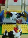 dsc00726.jpg