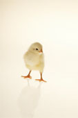 chick2.jpg