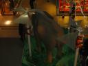 elefant-oben.jpg
