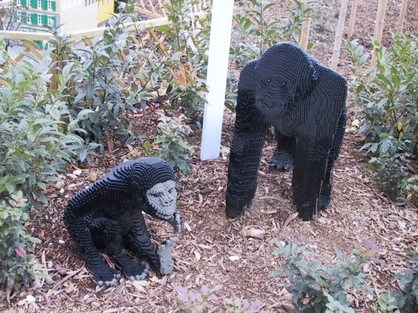gorillas.jpg