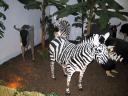 zebra.jpg