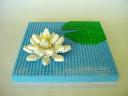 waterlily
