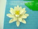 waterlily-02.jpg