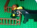 horses-combmane.jpg