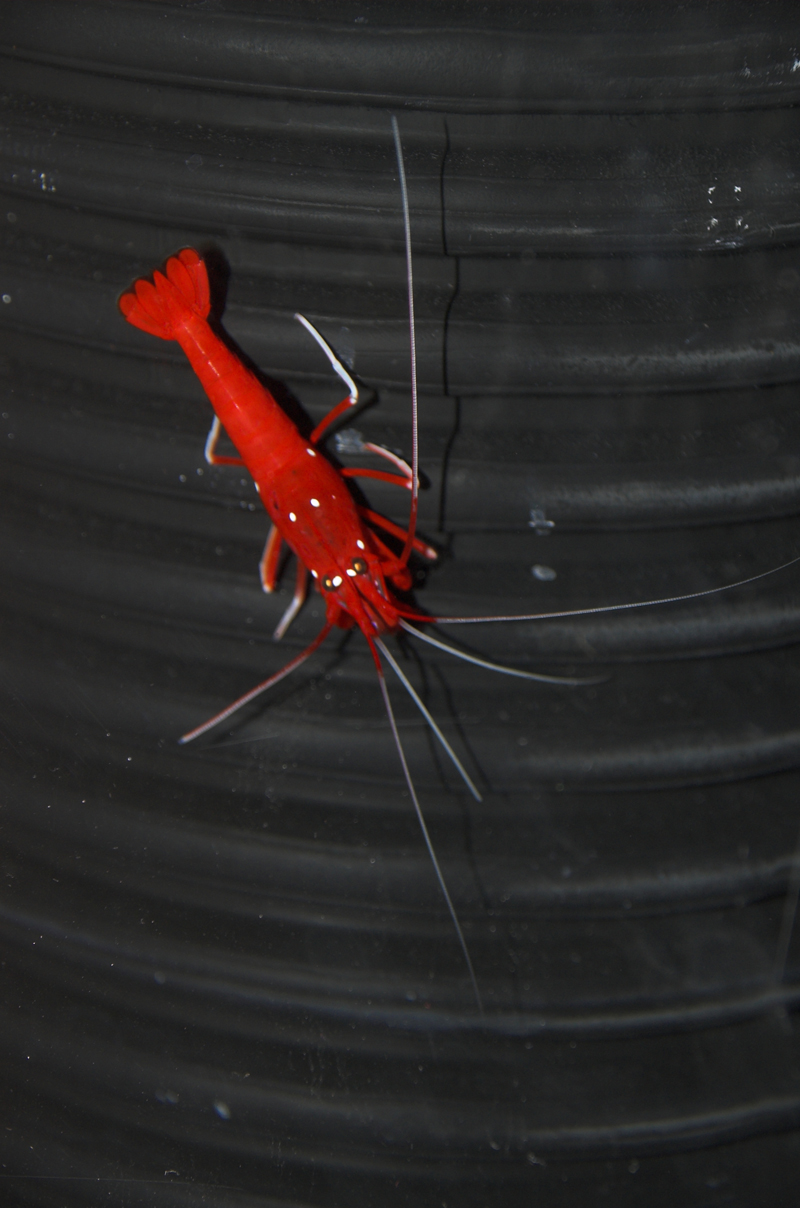 shrimp.jpg