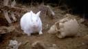 montypythonbunny.jpg