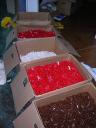 rummaging.02.jpg
