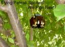 pahrak.gif