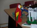 parrot.jpg