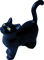 cat60.png