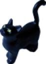 cat80.png