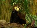 lego-world-2009-643-wild-animals.jpg
