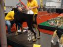 legoworld2015-123.jpg
