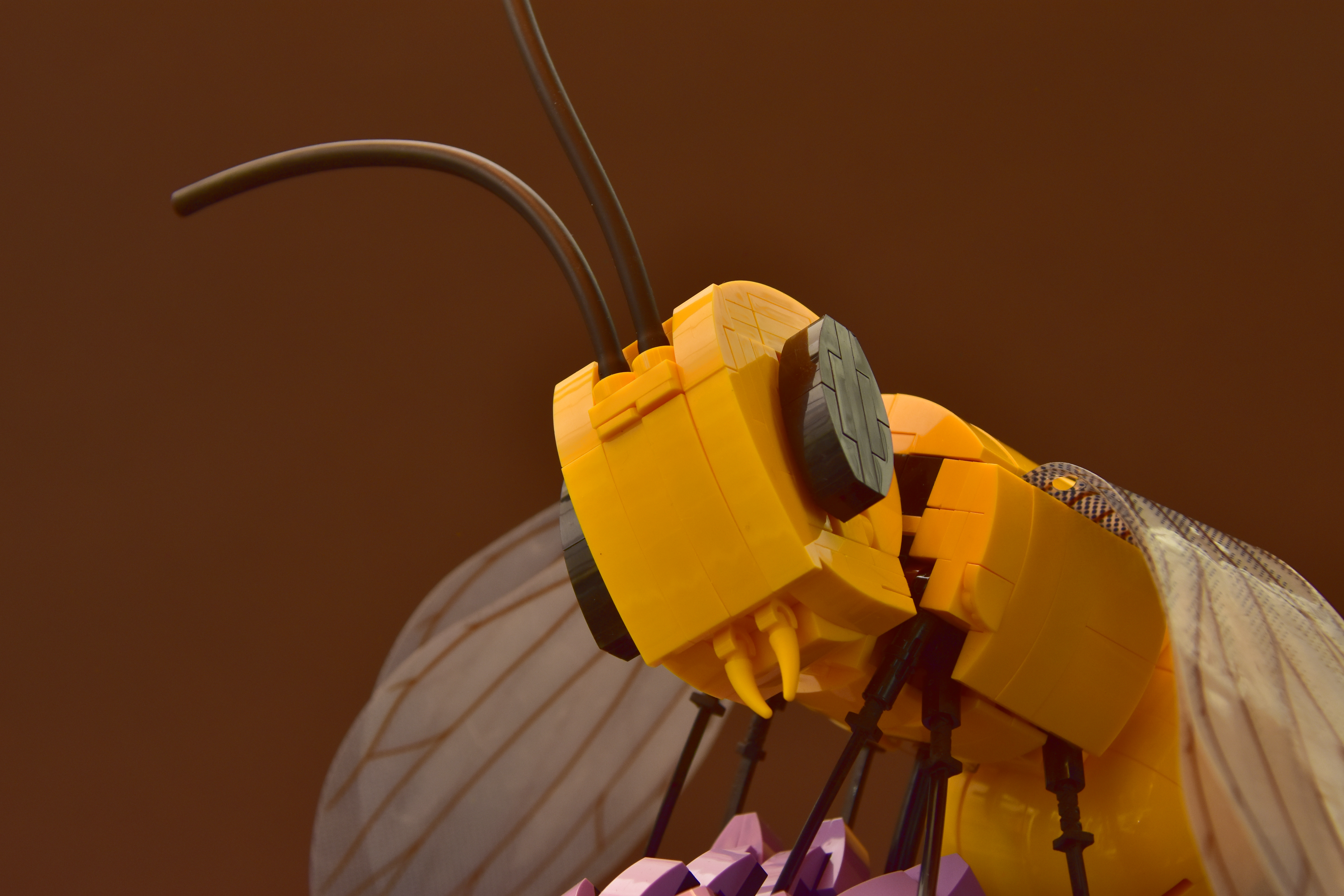 Bee_2_-_Copie__3_.JPG