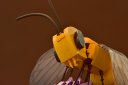 Bee_2_-_Copie__3_.JPG