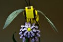 Bee_7.JPG