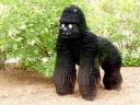gorilla.jpg