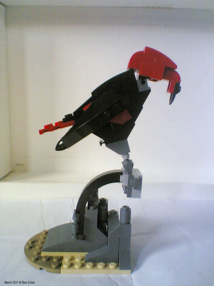 red-headedvulture.jpg