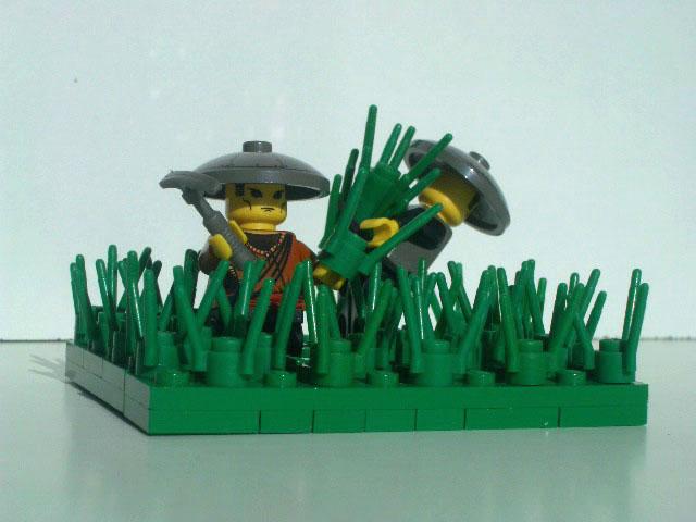 rice_field1.jpg