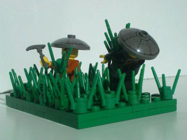 rice_field2.jpg