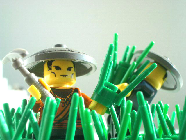rice_field6.jpg