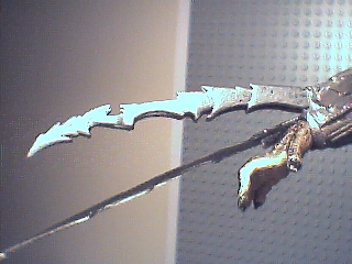 predatorfigure7.bmp