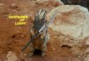 chipmonk.jpg