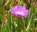 sun-04-flowers.jpg