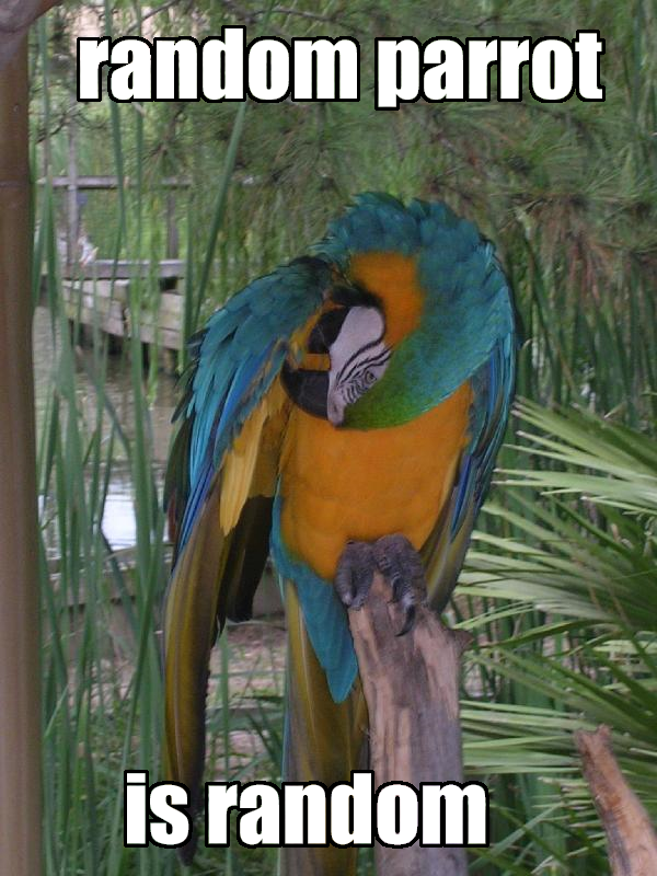randomparrot.bmp
