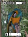randomparrot.bmp