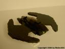 batwing_03.jpg