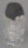 ponda2.jpg