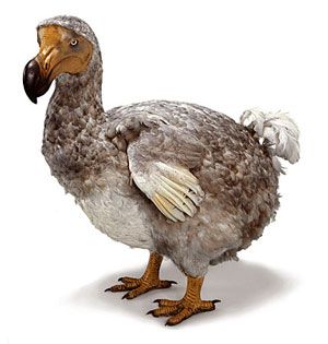 dodo_bird_real.jpg