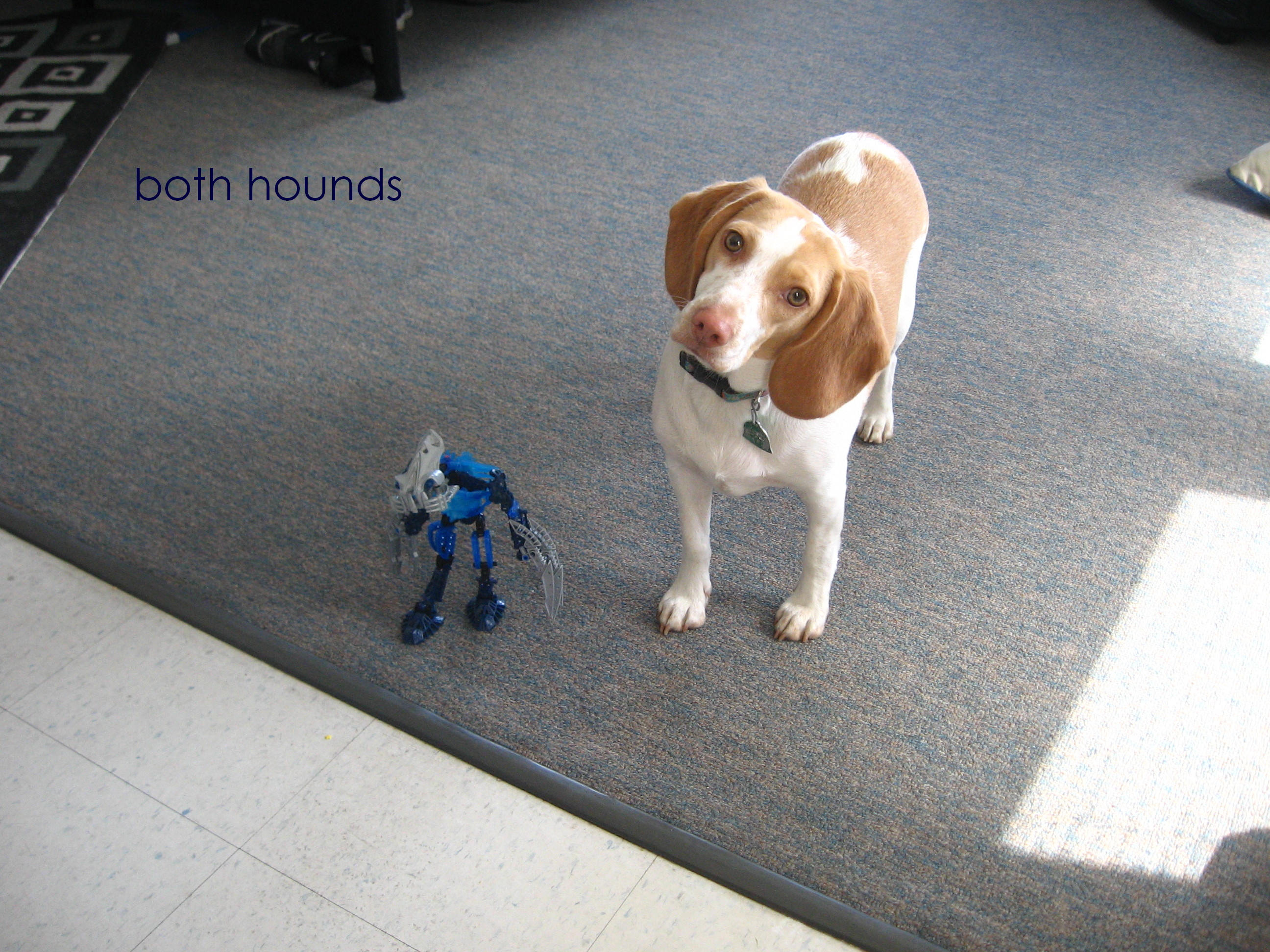 both_hounds.jpg