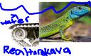 reallifetarakava.png