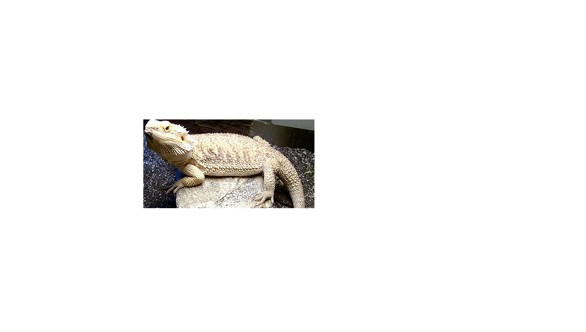 bearded_dragon_banner.bmp