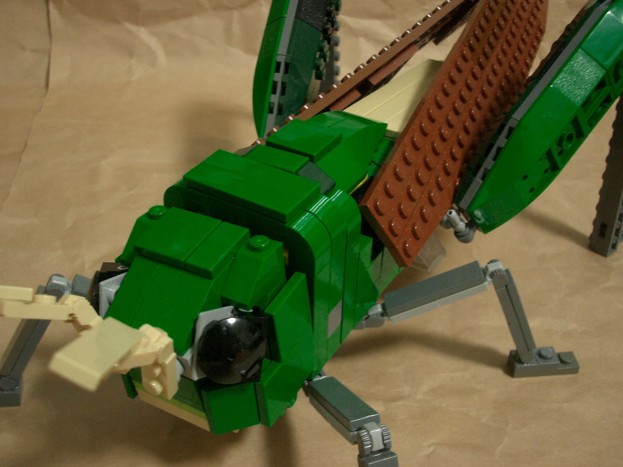 locust05.jpg