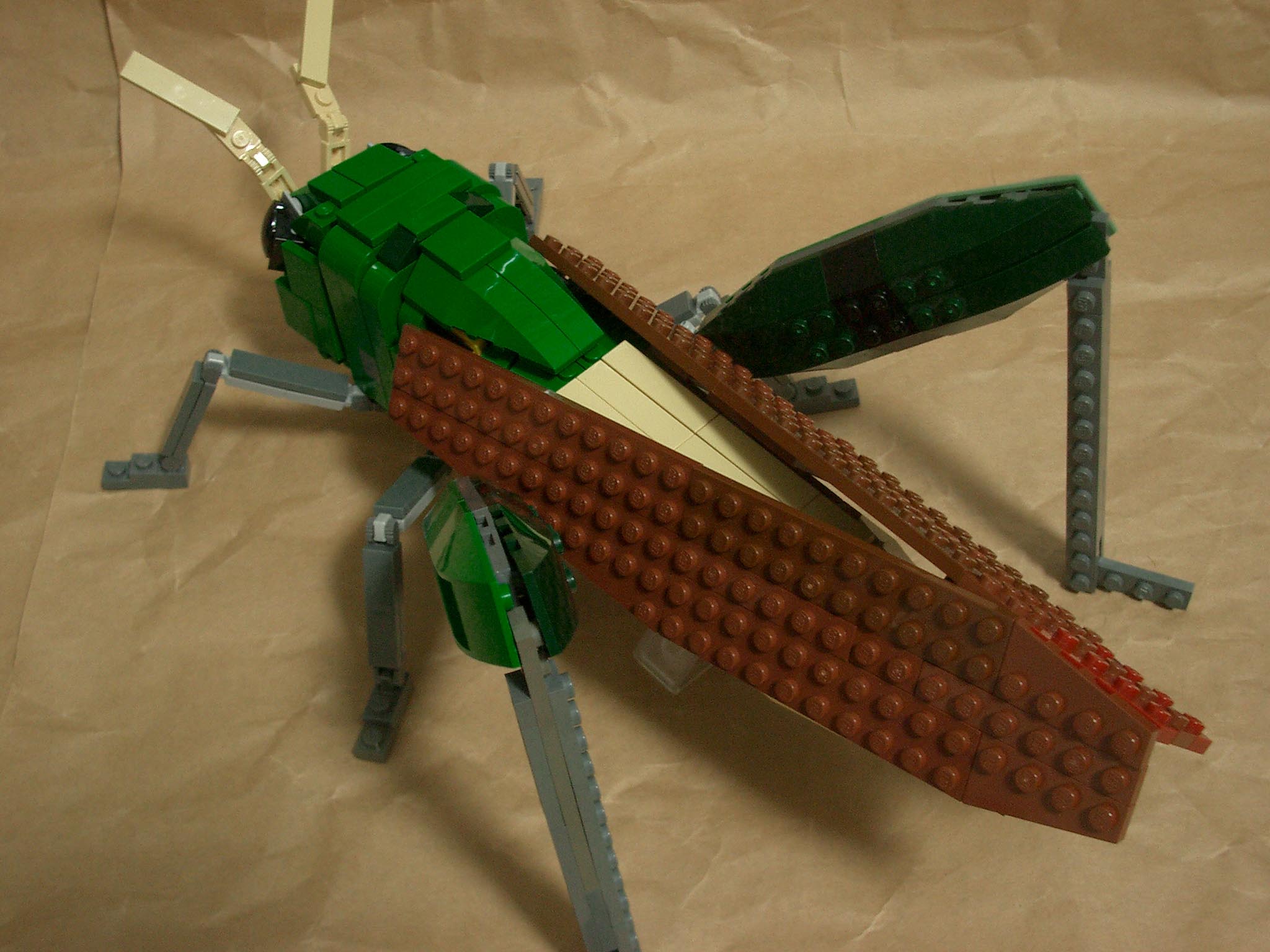 locust09.jpg