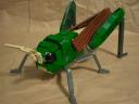locust02.jpg